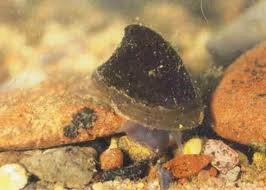 Discover big bass splash